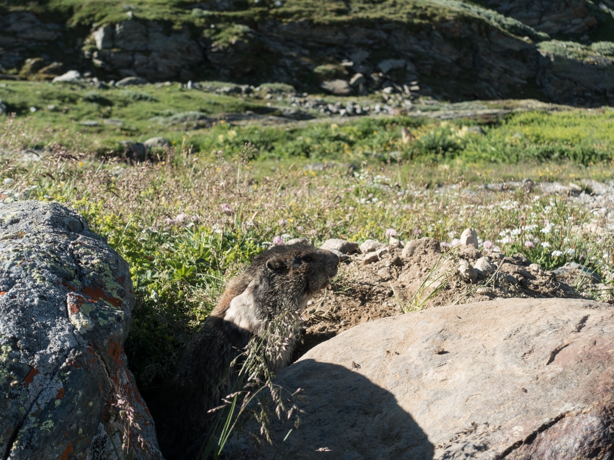 grossvenediger-ueber-neue-prager-huette-matreier-tauernhaus-02