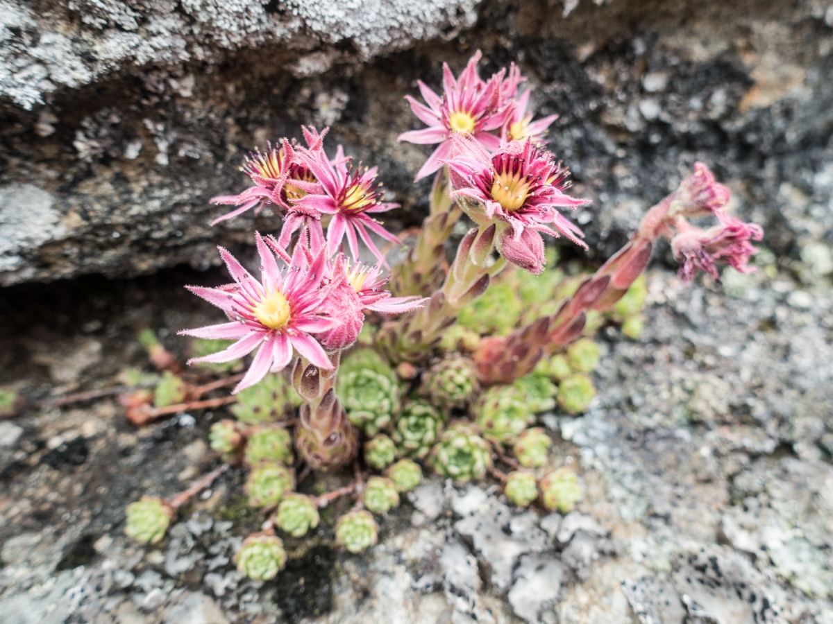 grossvenediger-ueber-neue-prager-huette-matreier-tauernhaus-06